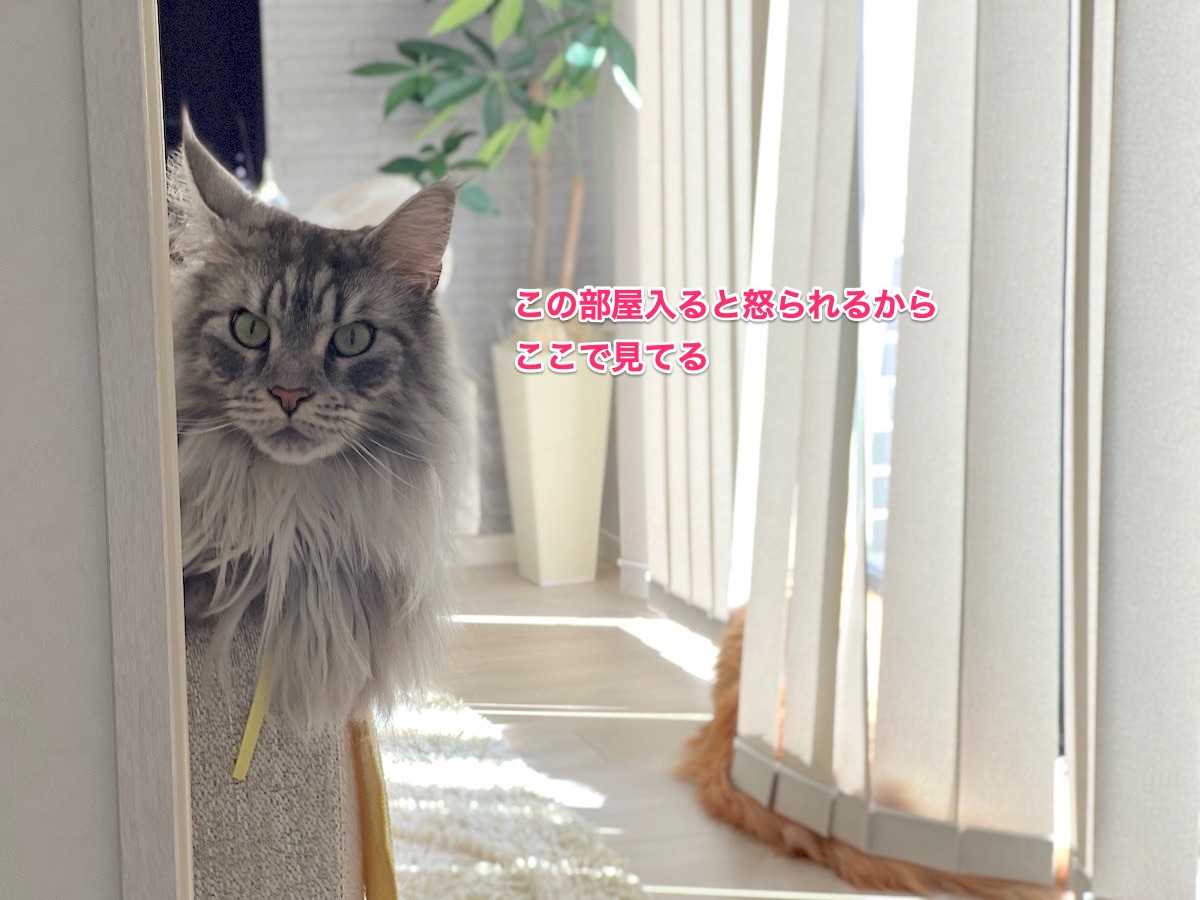 f:id:chikojirou:20211221224921j:plain