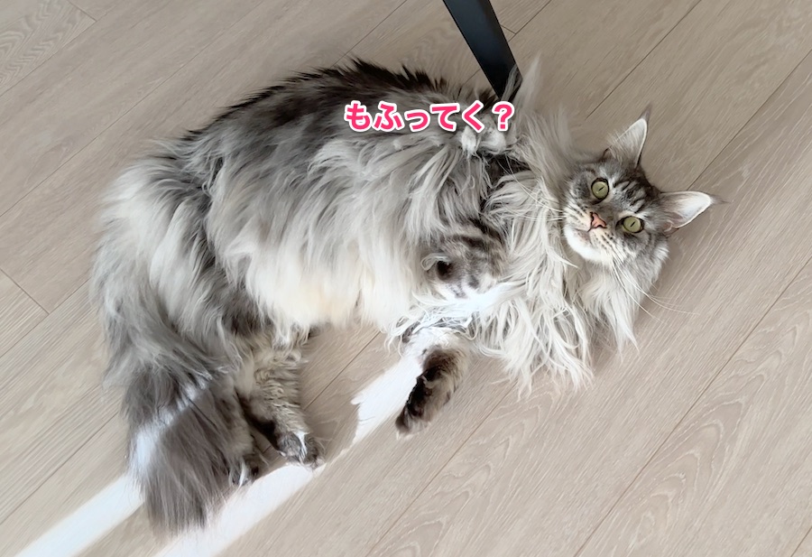 f:id:chikojirou:20211221224924j:plain