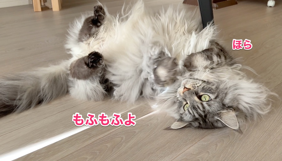 f:id:chikojirou:20211221224926j:plain