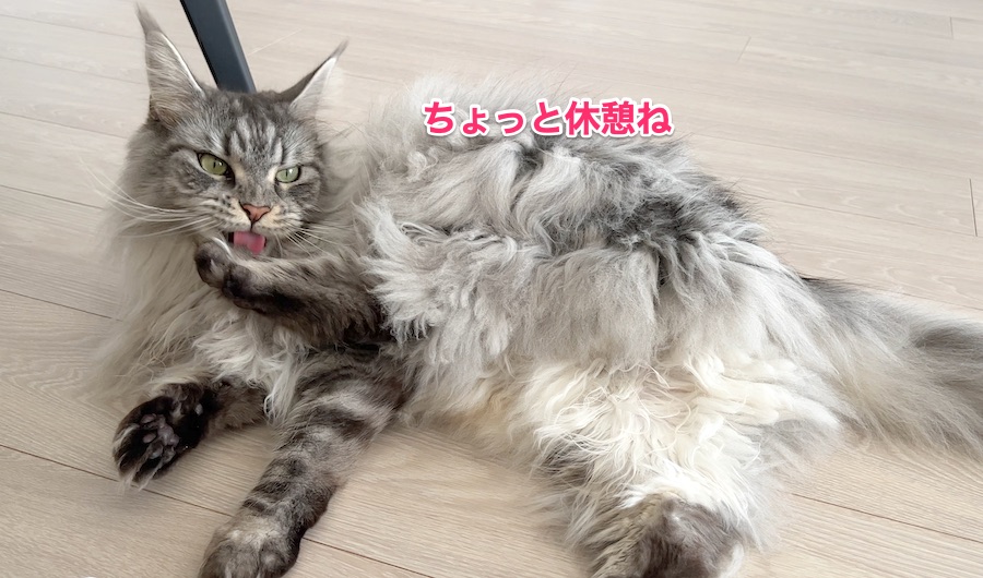 f:id:chikojirou:20211221224928j:plain