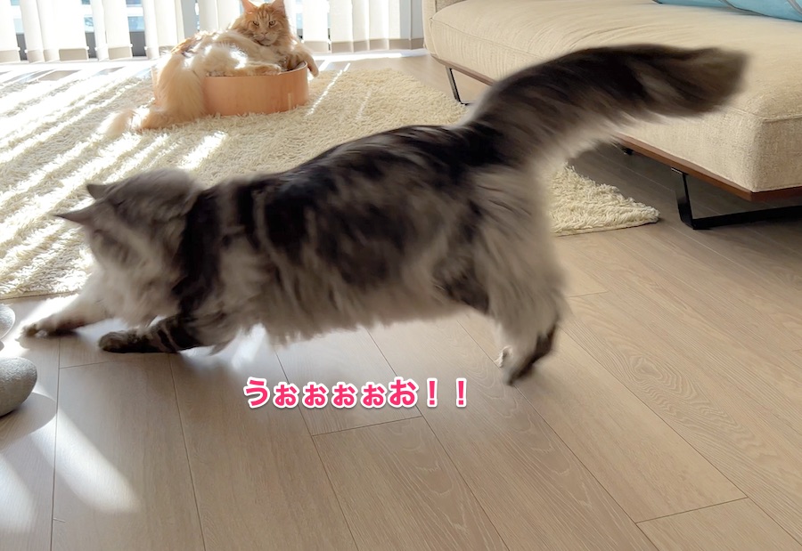 f:id:chikojirou:20211221224931j:plain