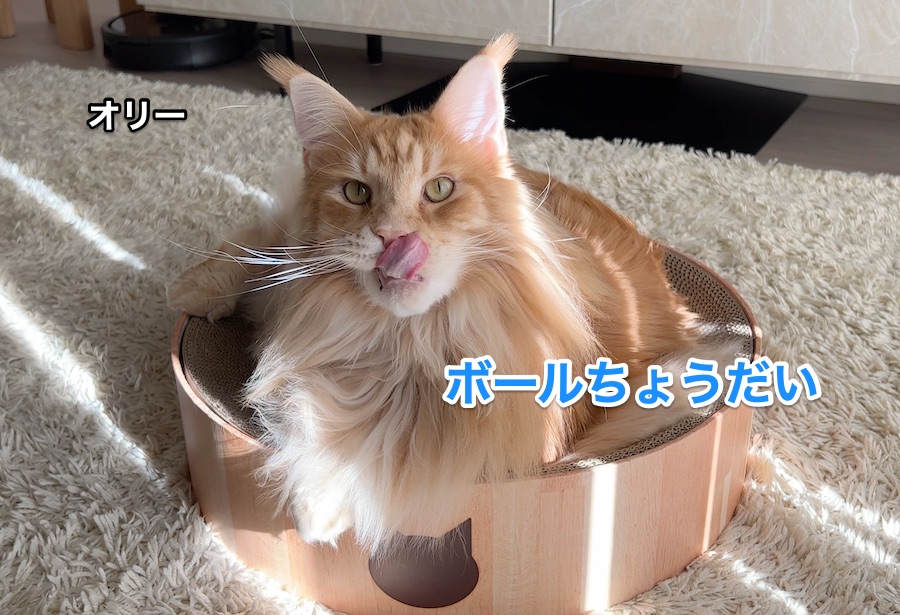 f:id:chikojirou:20211221224933j:plain