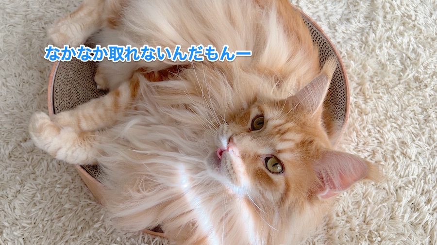 f:id:chikojirou:20211221224936j:plain