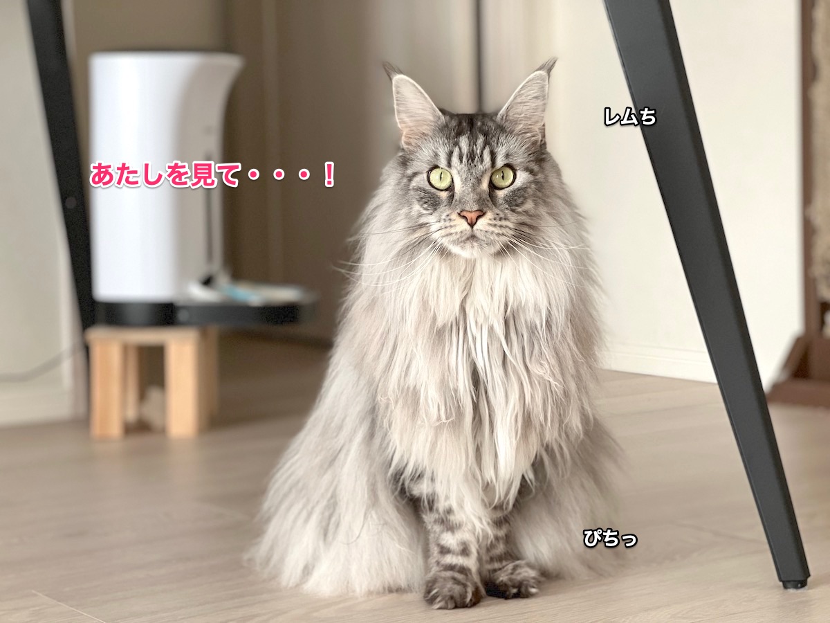 f:id:chikojirou:20211223220450j:plain