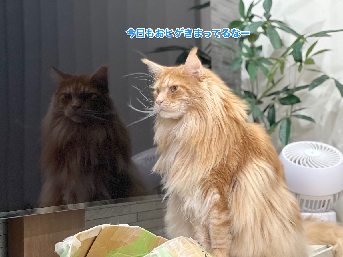f:id:chikojirou:20211228211809j:plain