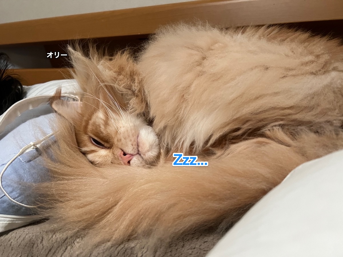 f:id:chikojirou:20220104205508j:plain