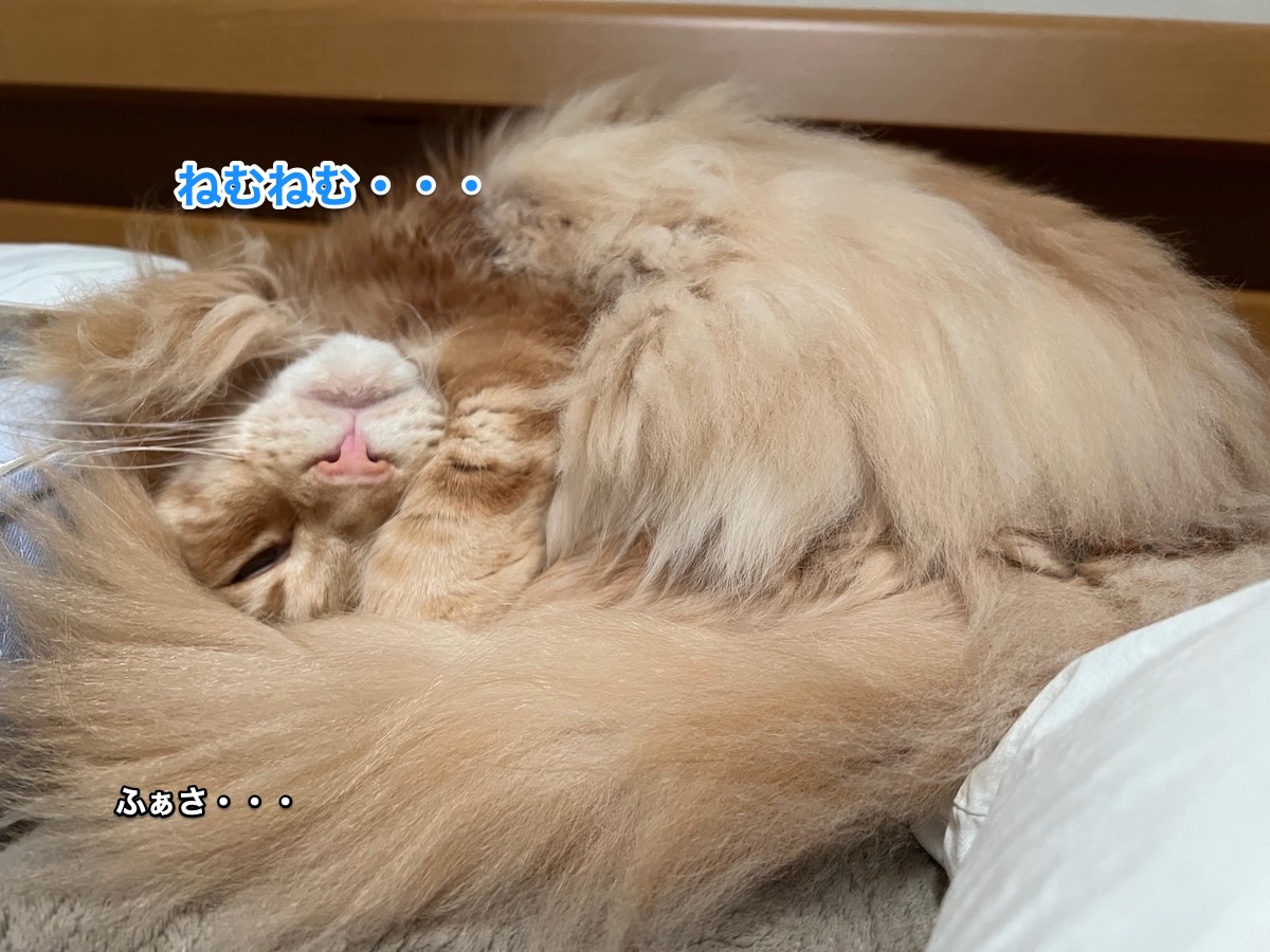 f:id:chikojirou:20220104205511j:plain