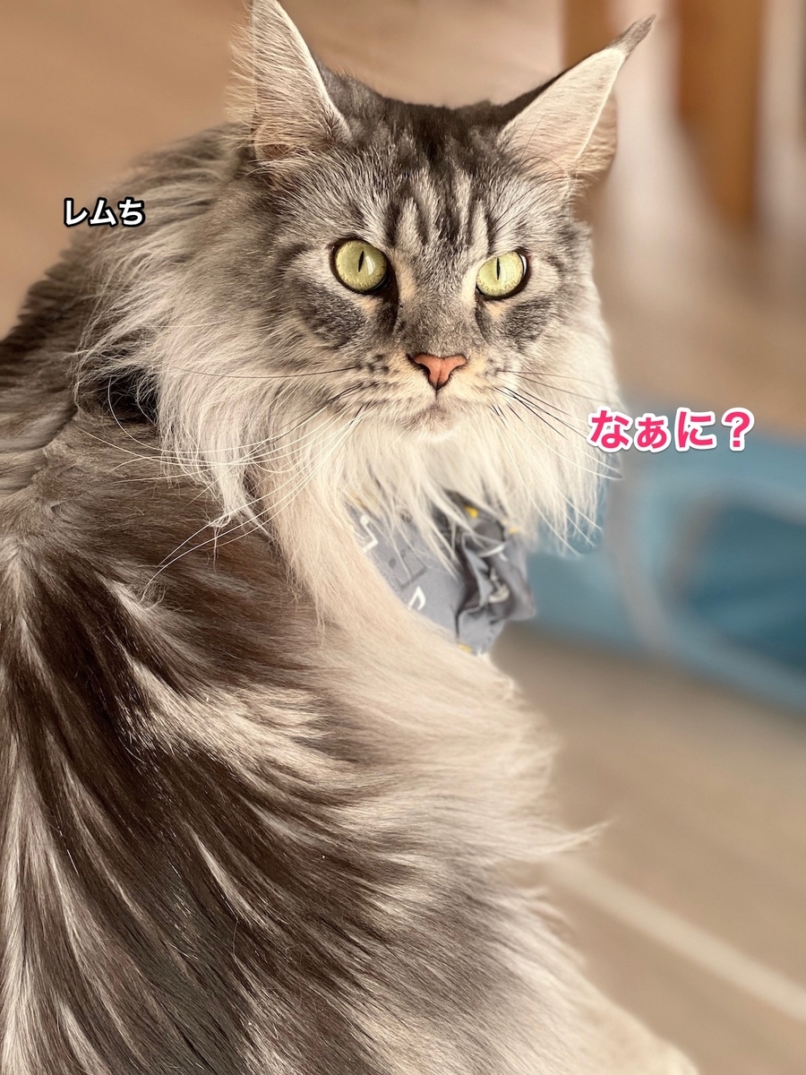 f:id:chikojirou:20220104205514j:plain