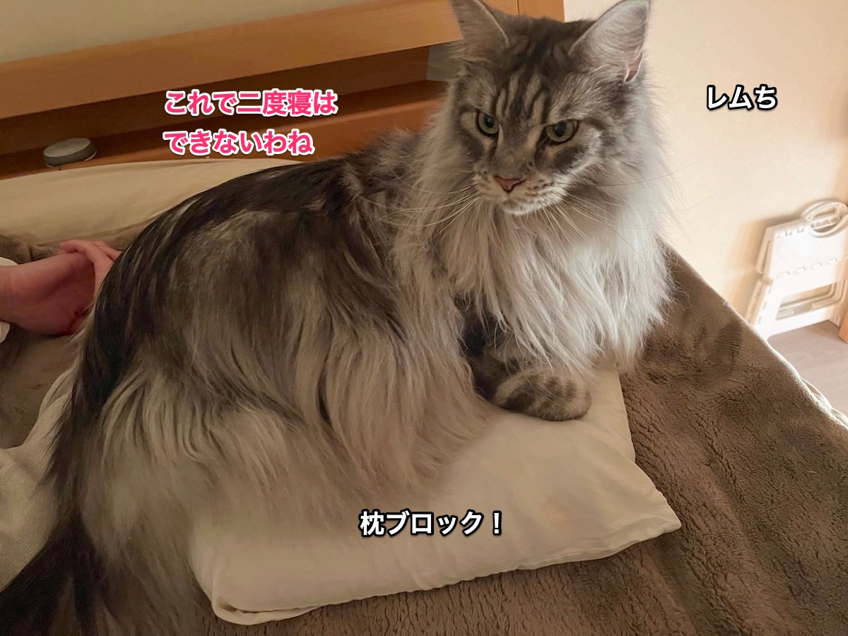 f:id:chikojirou:20220105222726j:plain