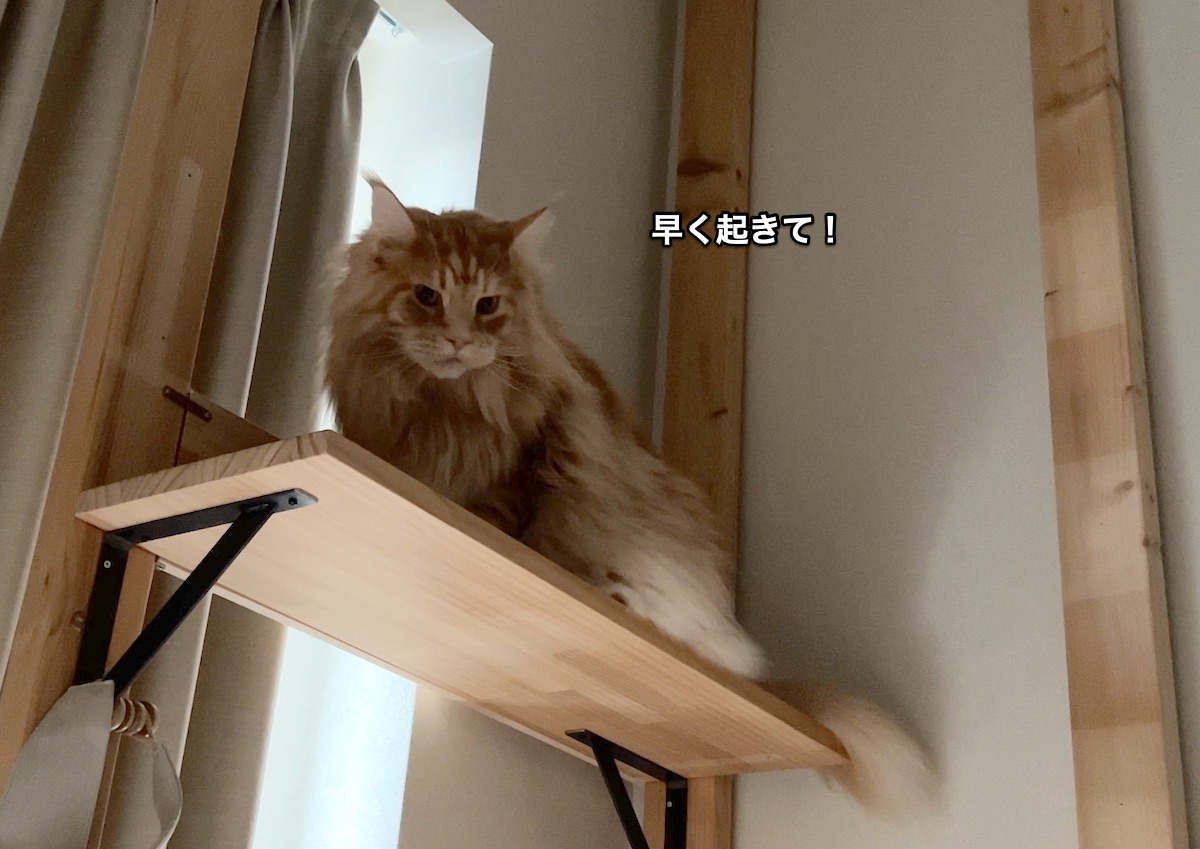 f:id:chikojirou:20220105222742j:plain