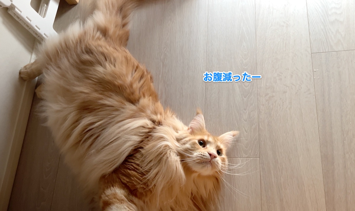 f:id:chikojirou:20220105222749j:plain