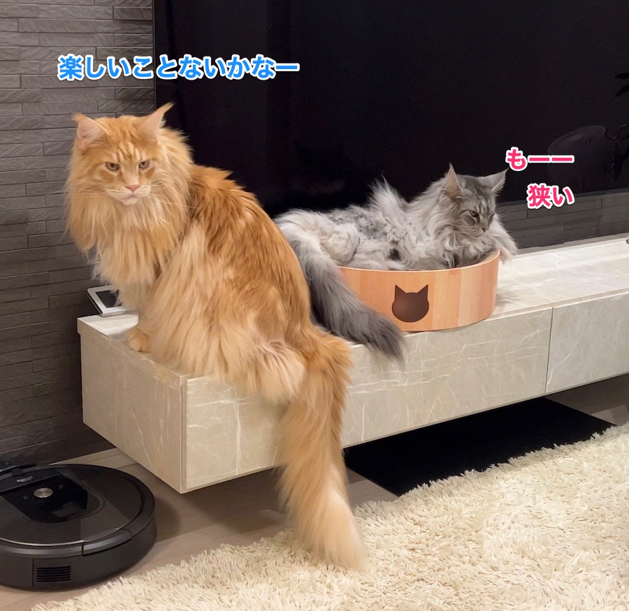 f:id:chikojirou:20220108213748j:plain