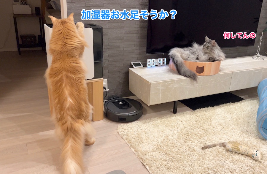 f:id:chikojirou:20220108213753j:plain