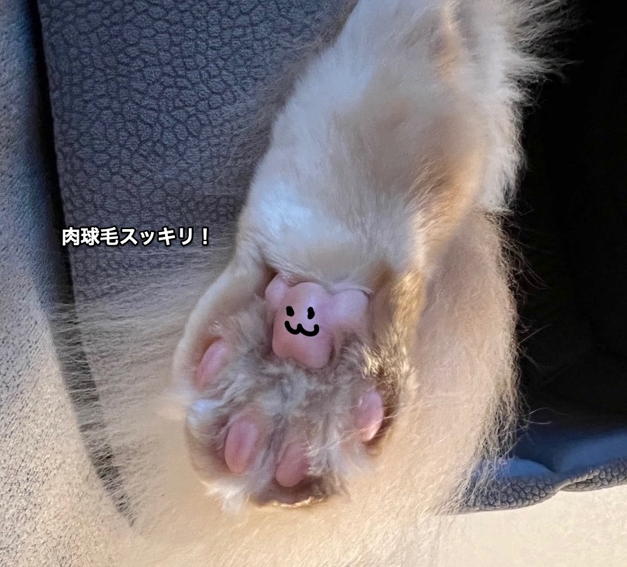 f:id:chikojirou:20220111220017j:plain