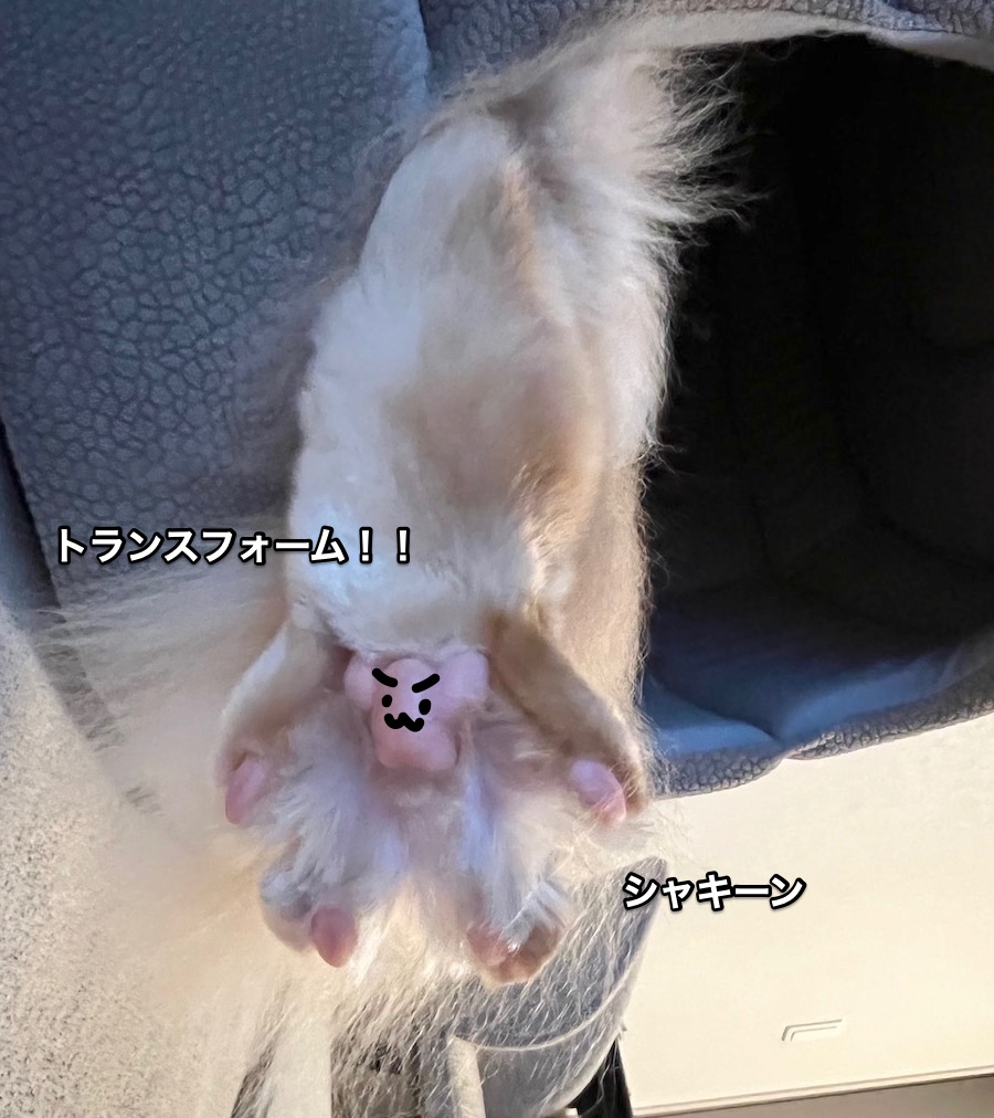 f:id:chikojirou:20220111220020j:plain