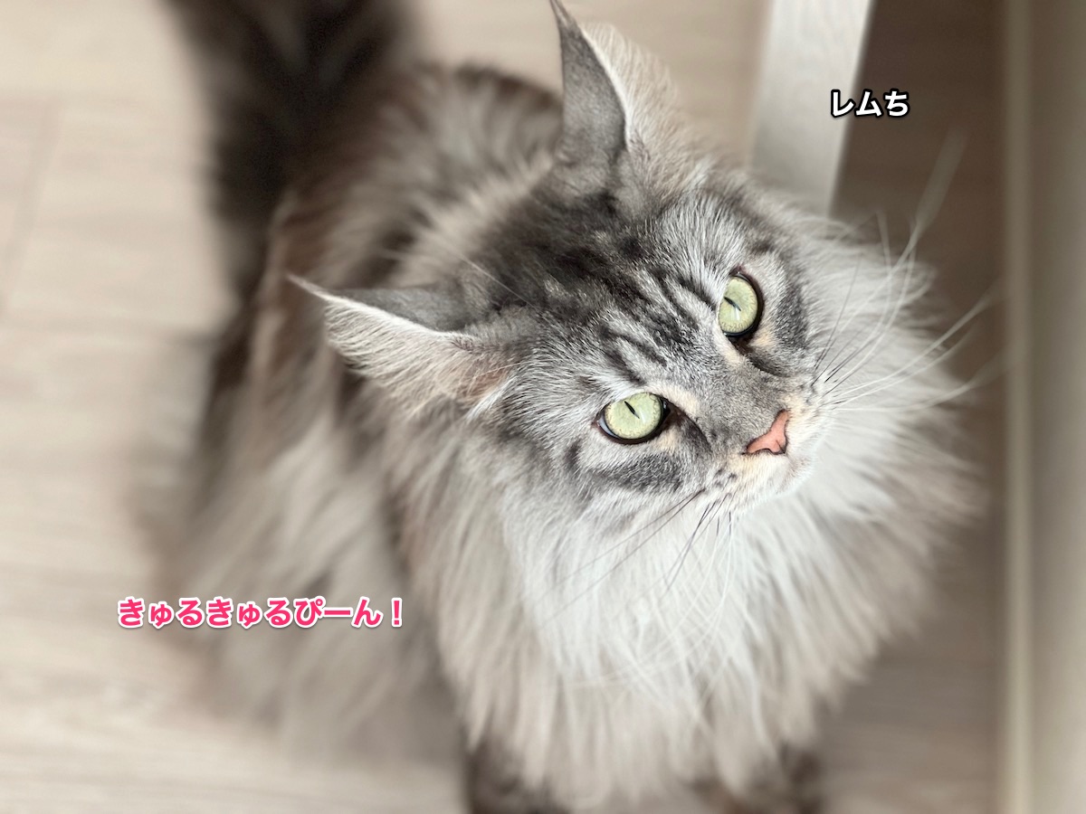 f:id:chikojirou:20220113220545j:plain