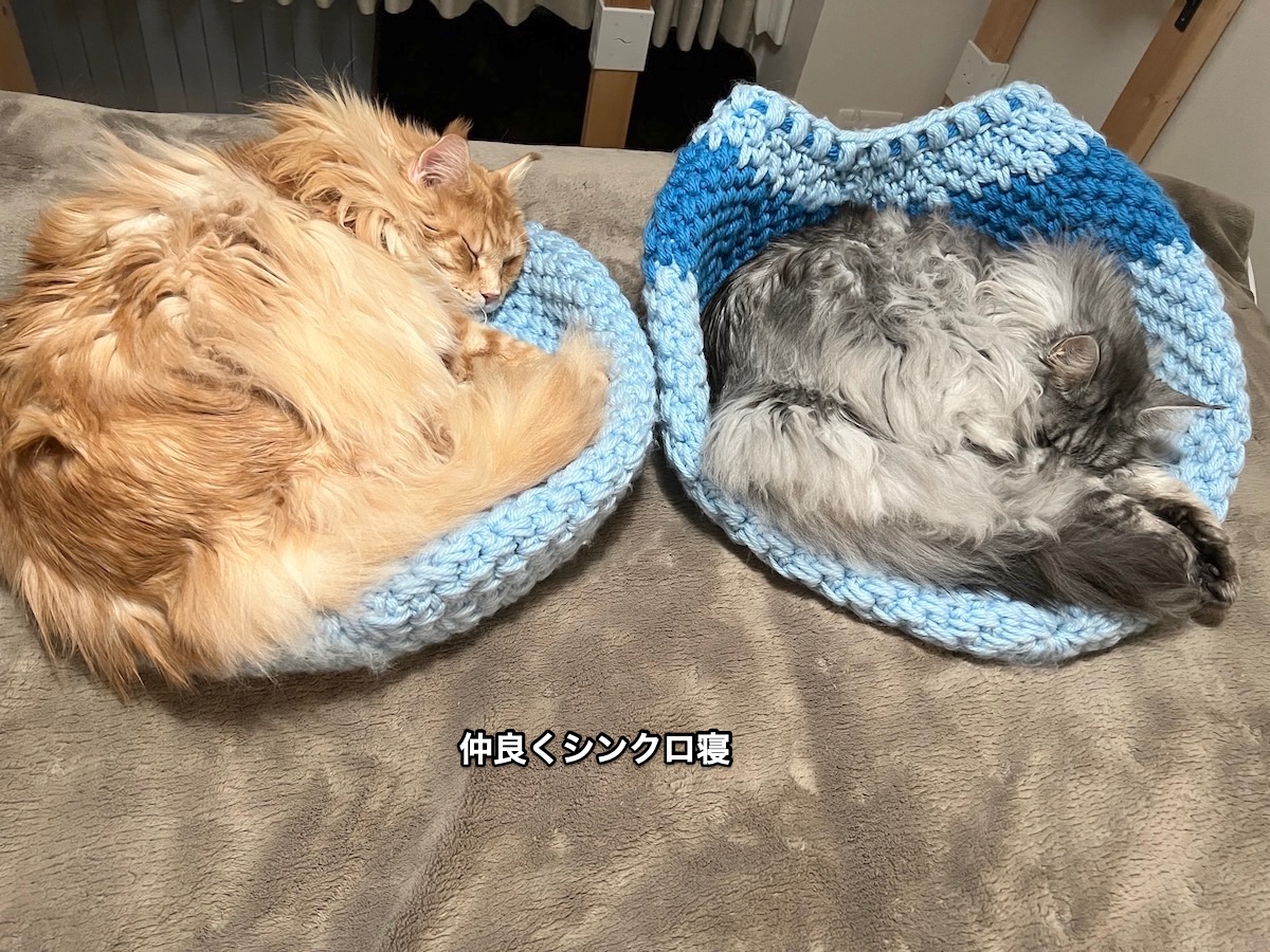 f:id:chikojirou:20220113220600j:plain