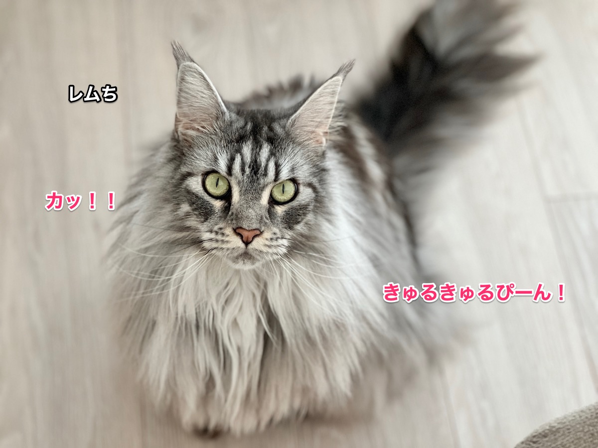 f:id:chikojirou:20220116190154j:plain