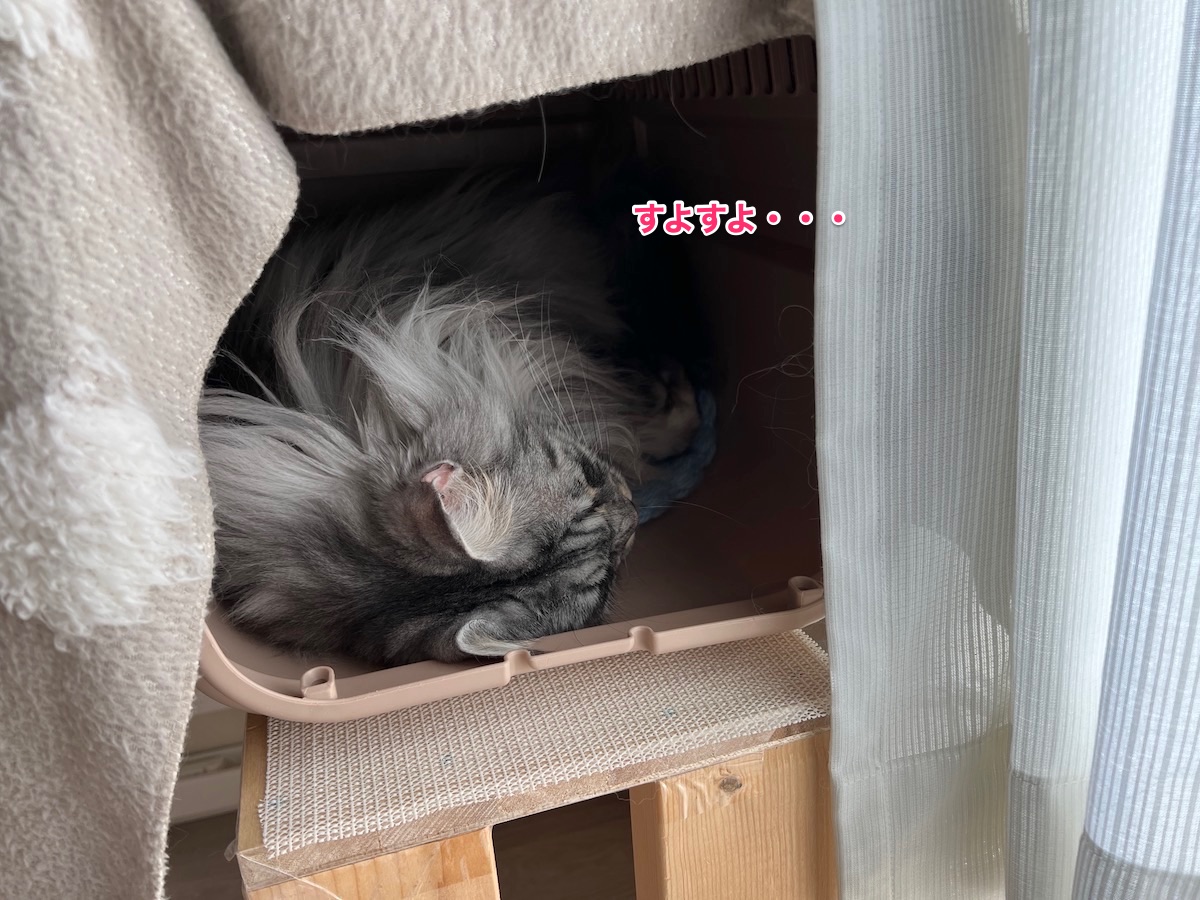 f:id:chikojirou:20220117223520j:plain
