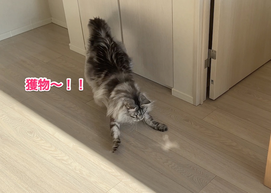 f:id:chikojirou:20220117223523j:plain