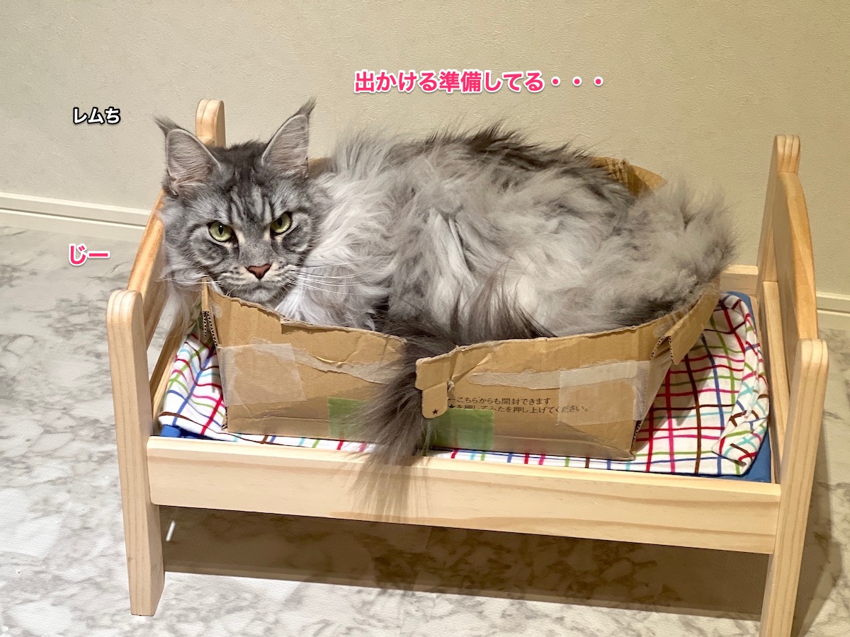 f:id:chikojirou:20220122220405j:plain