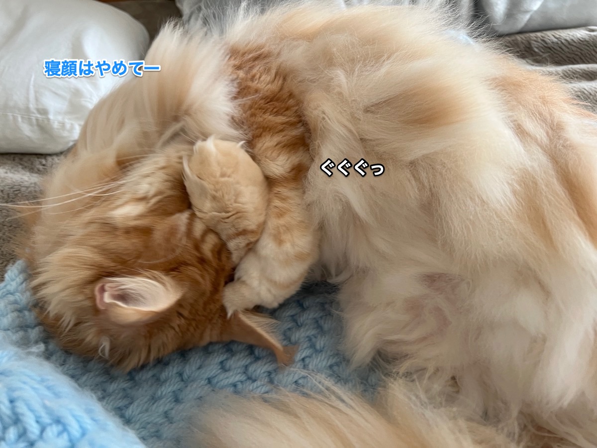 f:id:chikojirou:20220123211001j:plain