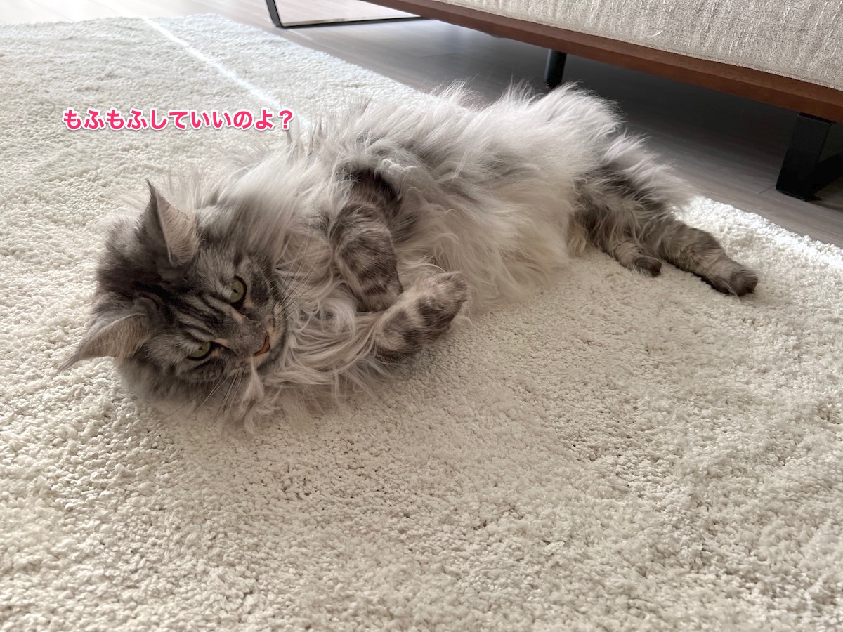 f:id:chikojirou:20220124232113j:plain