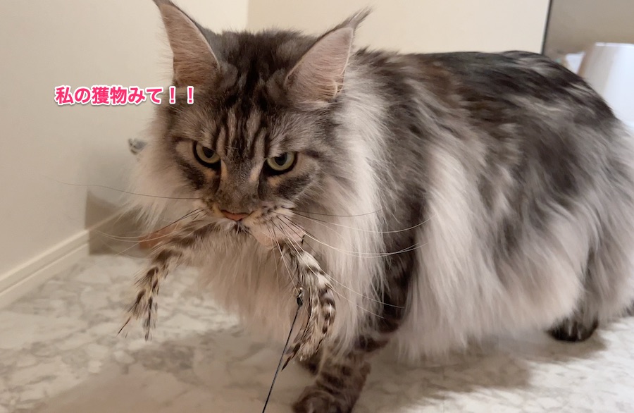 f:id:chikojirou:20220124232123j:plain