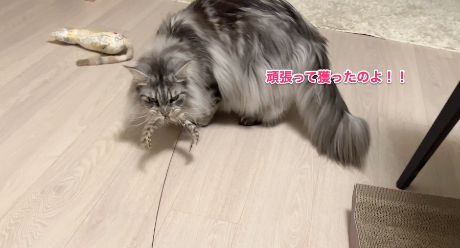 f:id:chikojirou:20220124232126j:plain