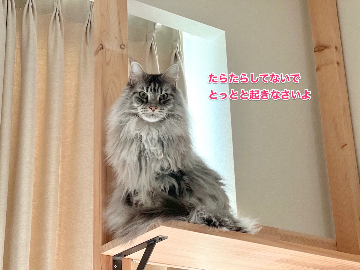 f:id:chikojirou:20220125220108j:plain