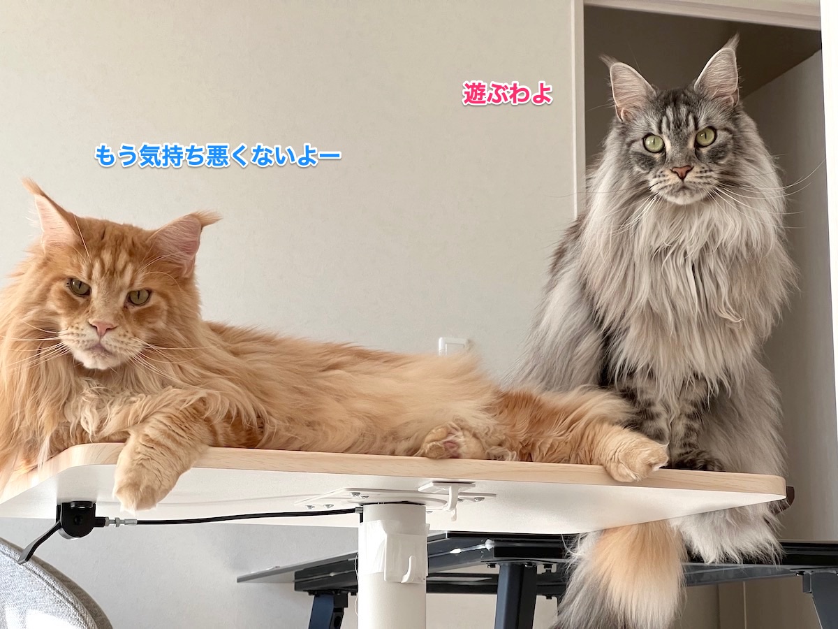 f:id:chikojirou:20220125220114j:plain