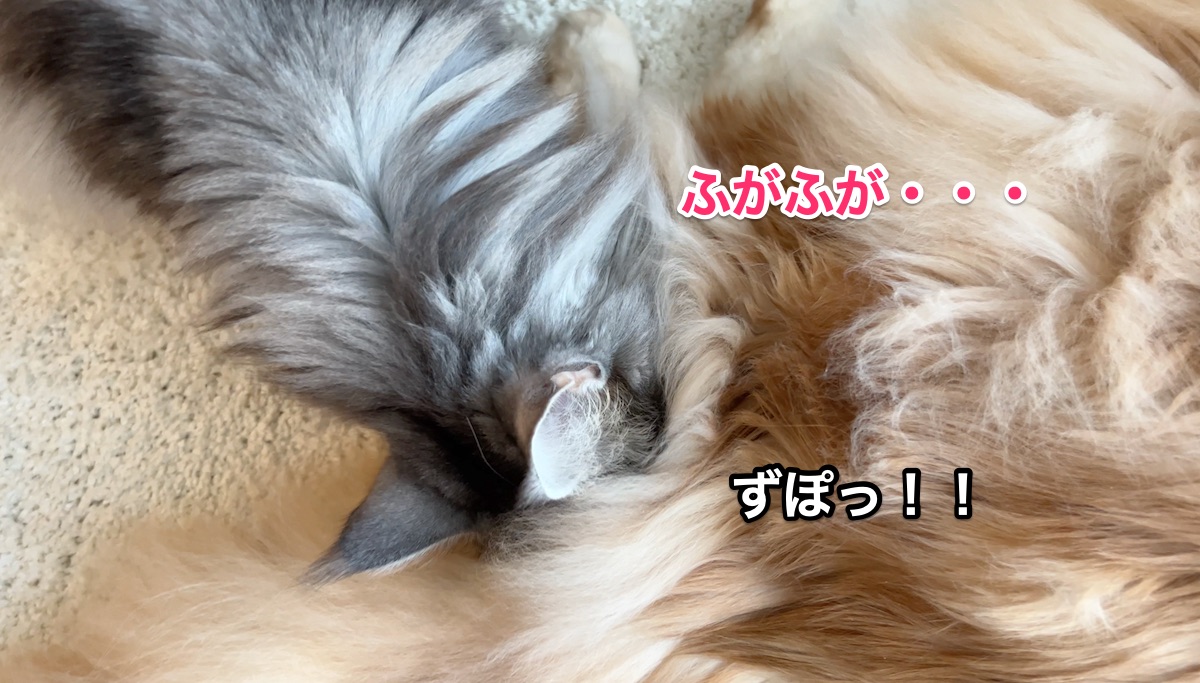 f:id:chikojirou:20220125220119j:plain