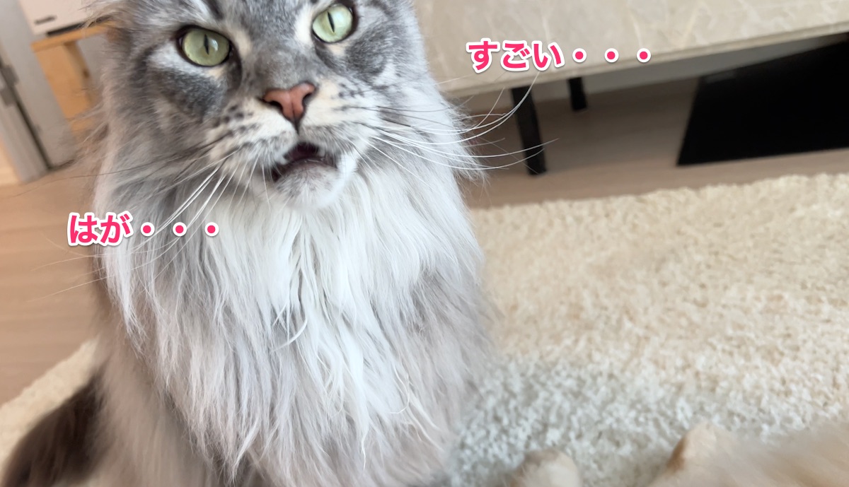 f:id:chikojirou:20220125220122j:plain