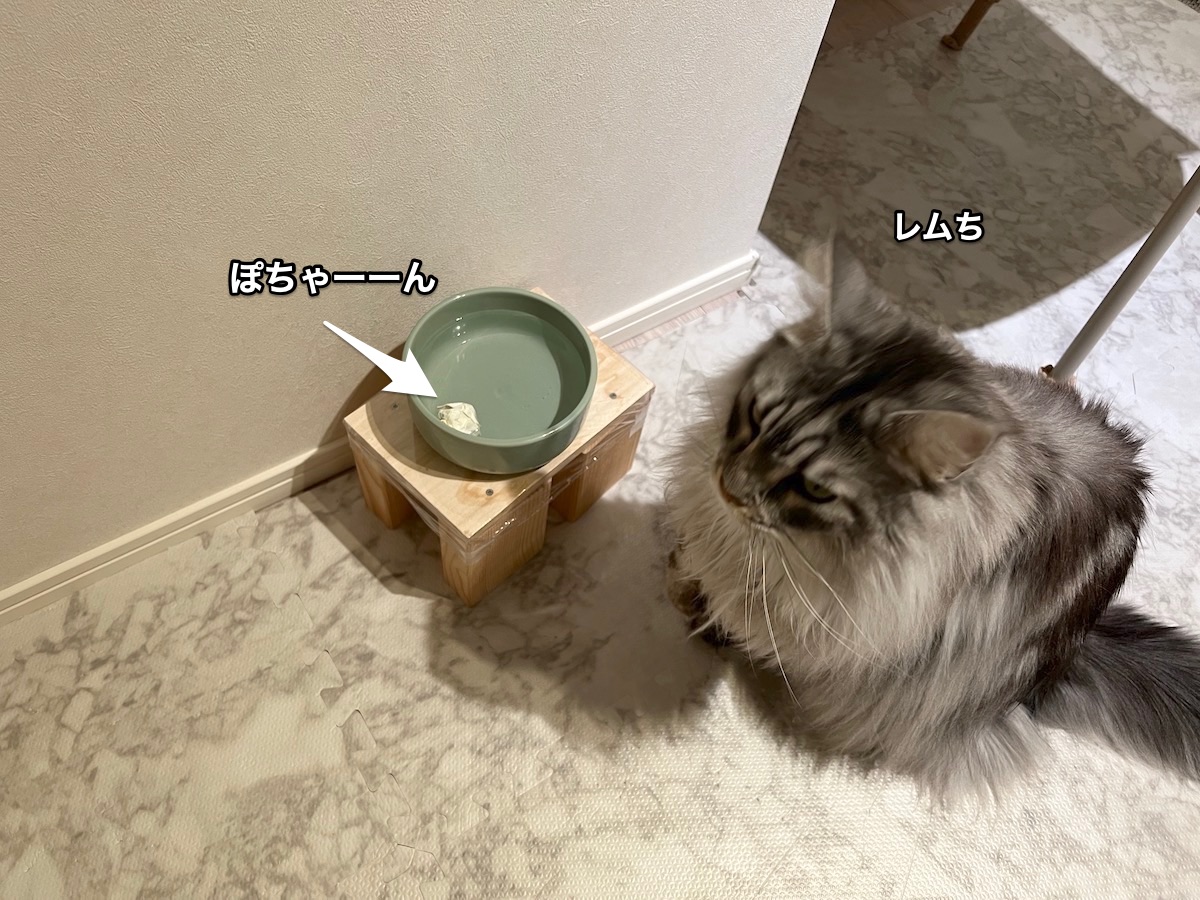 f:id:chikojirou:20220127212909j:plain