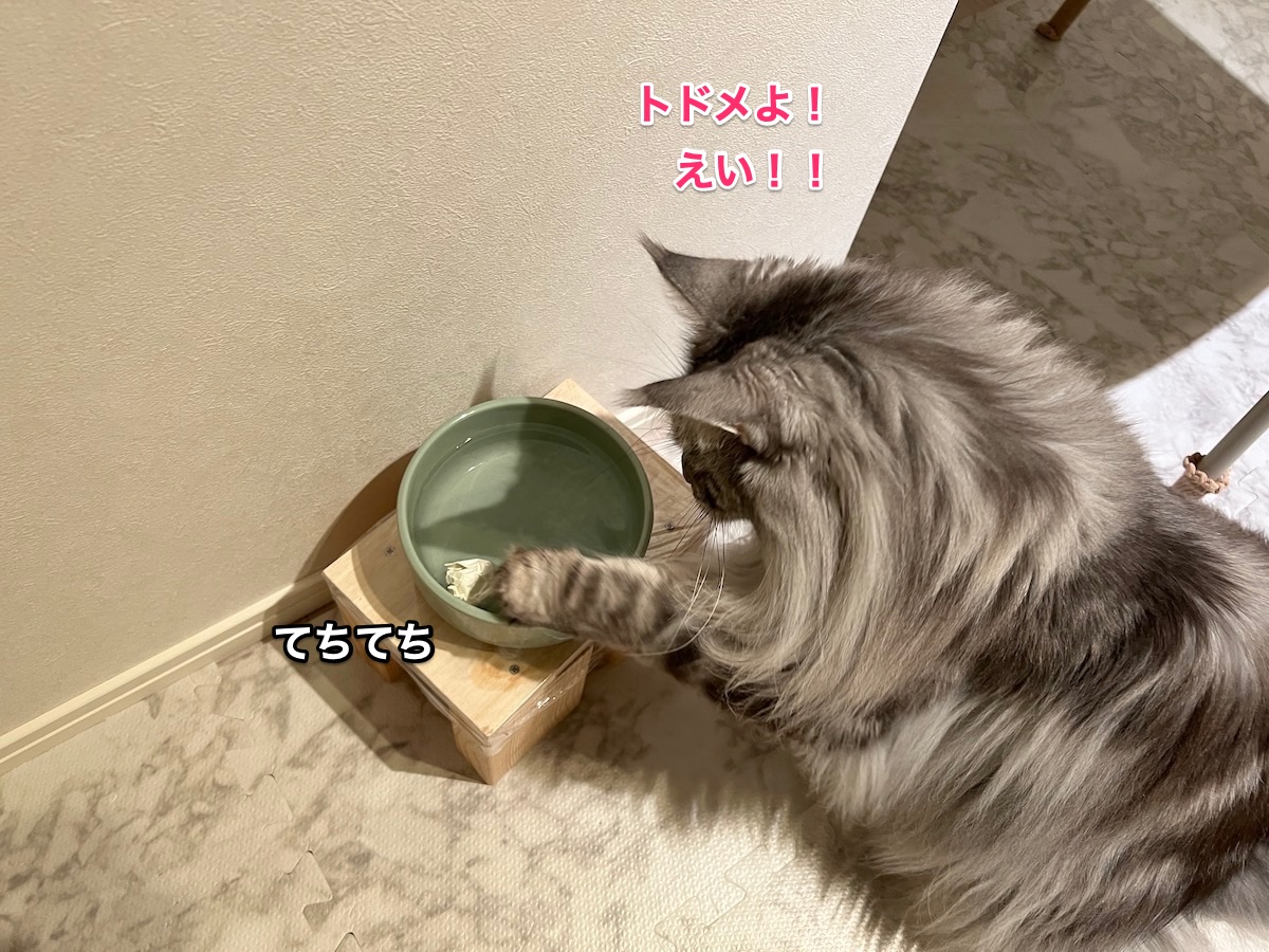 f:id:chikojirou:20220127212912j:plain