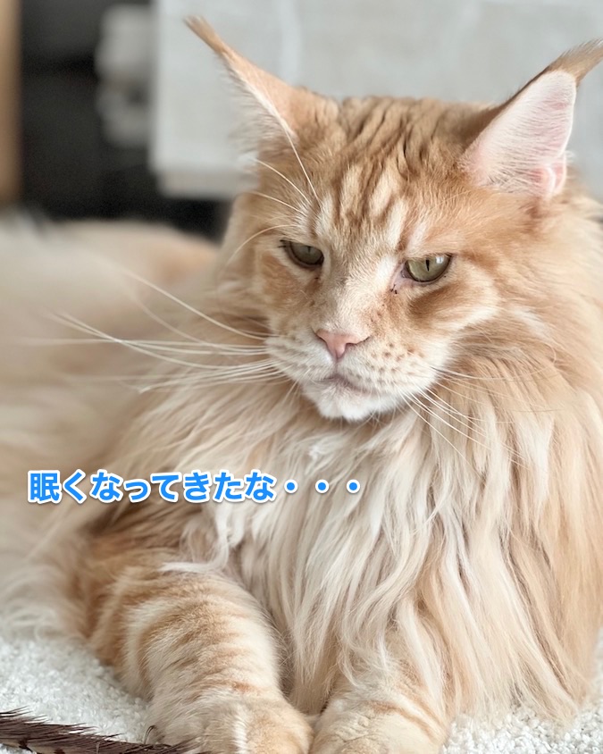 f:id:chikojirou:20220127212920j:plain