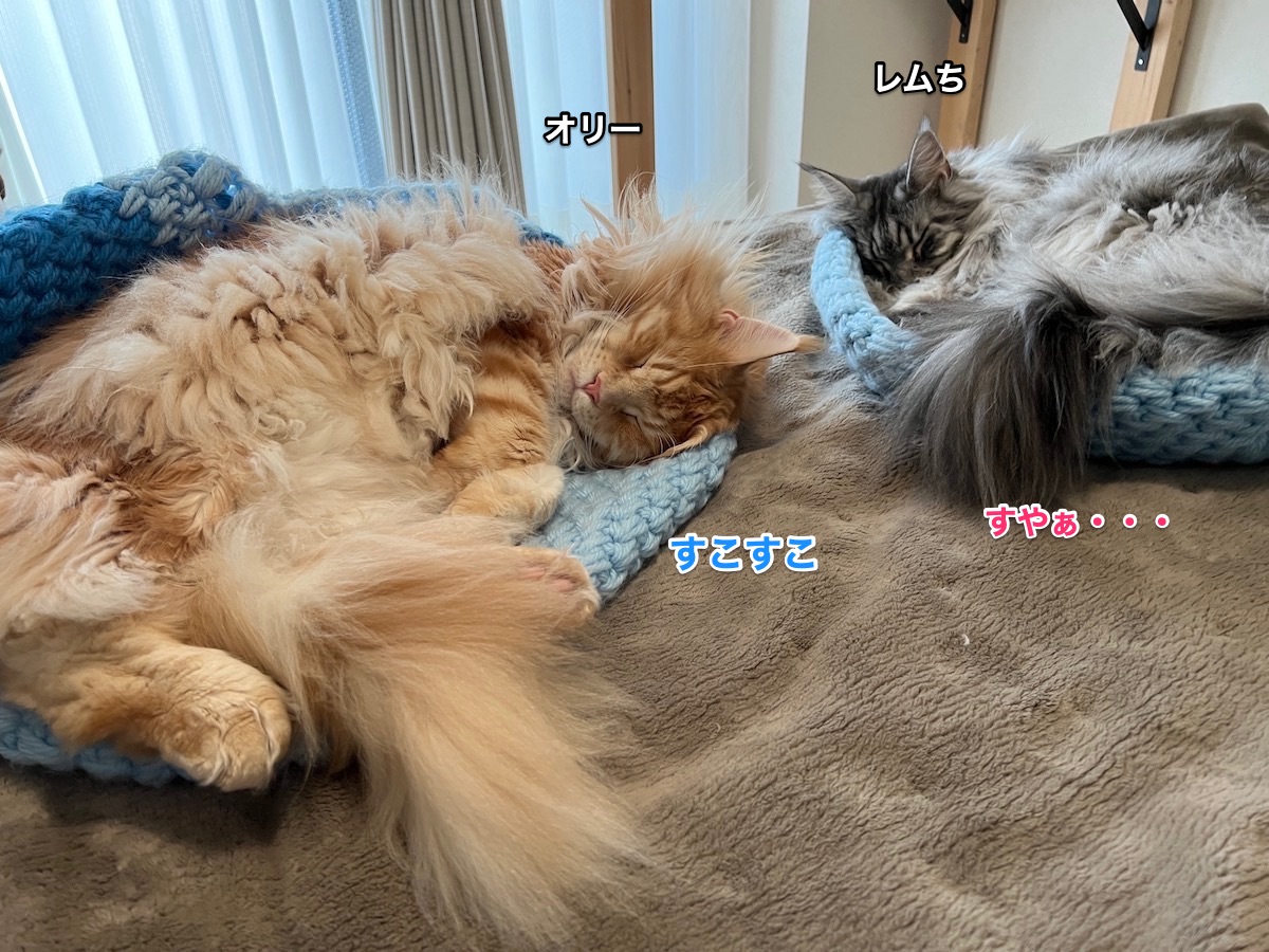 f:id:chikojirou:20220128220743j:plain