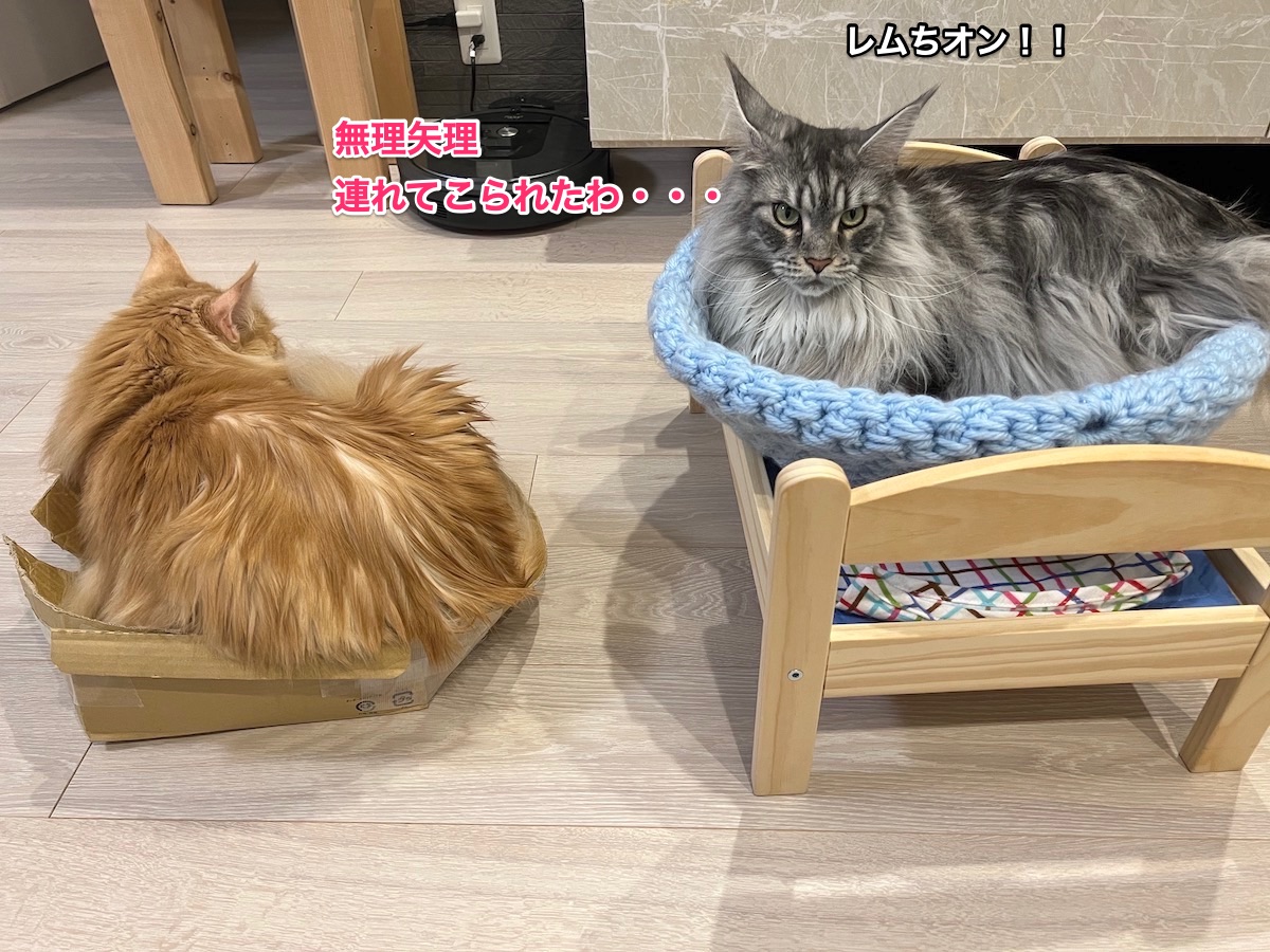 f:id:chikojirou:20220128220807j:plain