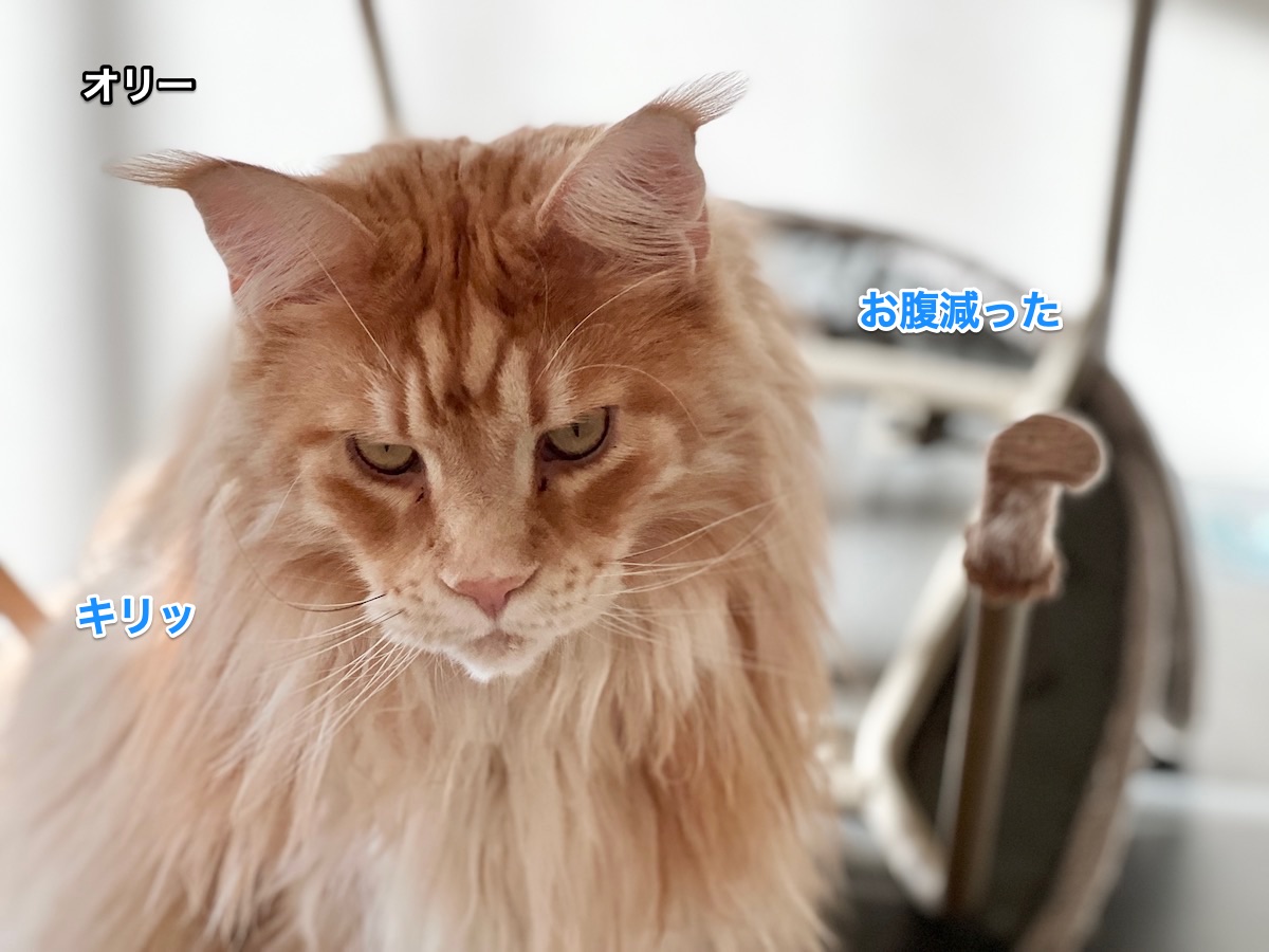 f:id:chikojirou:20220131214626j:plain