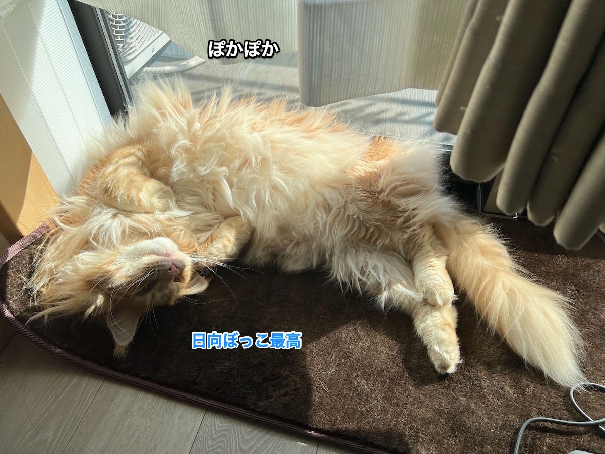 f:id:chikojirou:20220131214634j:plain