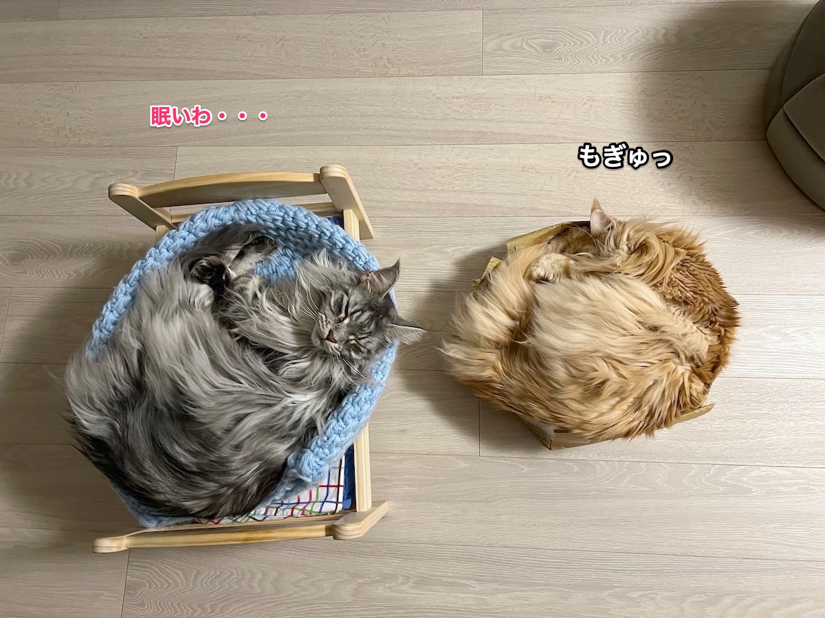 f:id:chikojirou:20220131214637j:plain