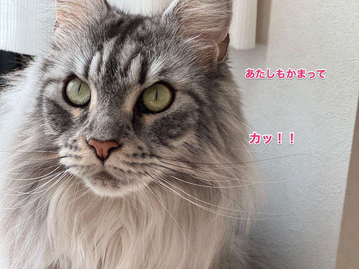 f:id:chikojirou:20220201220415j:plain