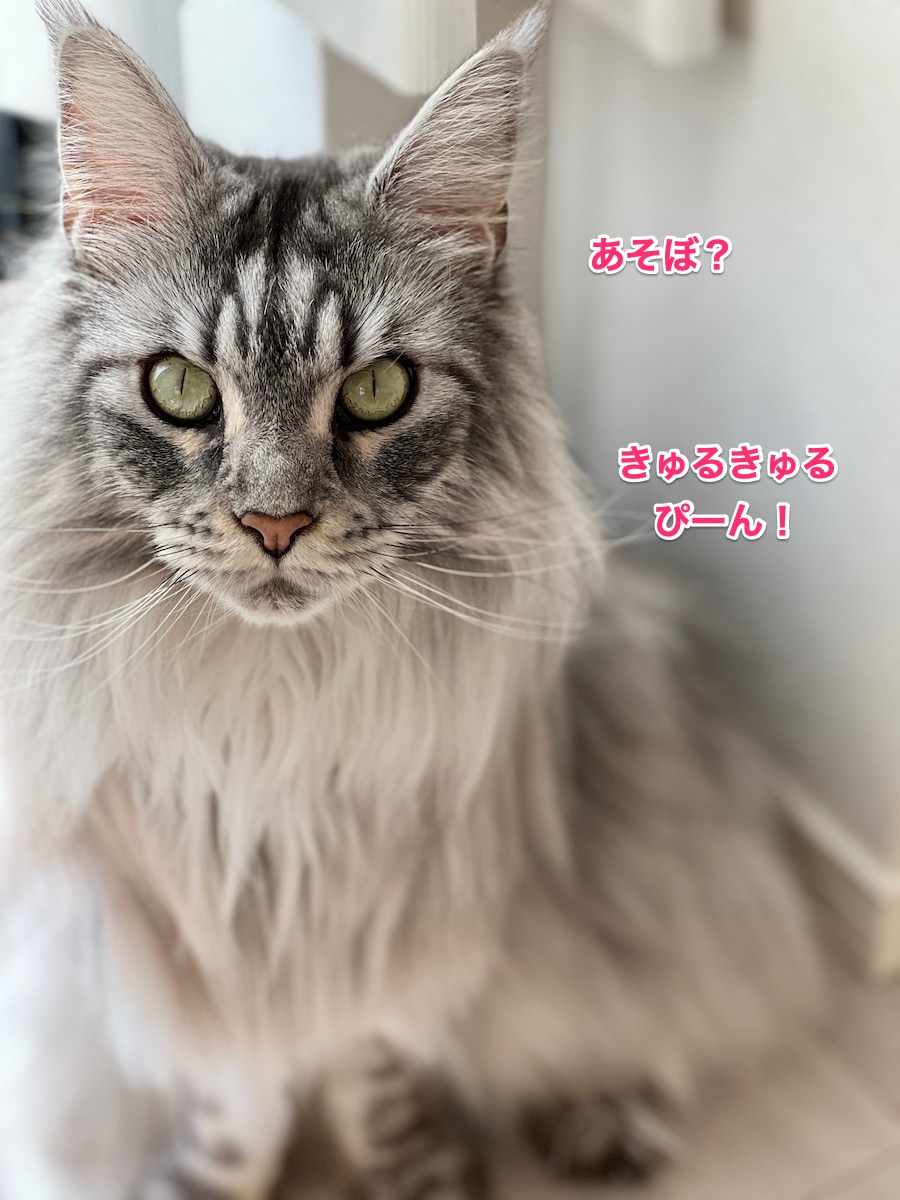 f:id:chikojirou:20220201220421j:plain