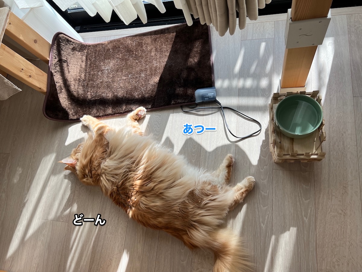 f:id:chikojirou:20220201220424j:plain