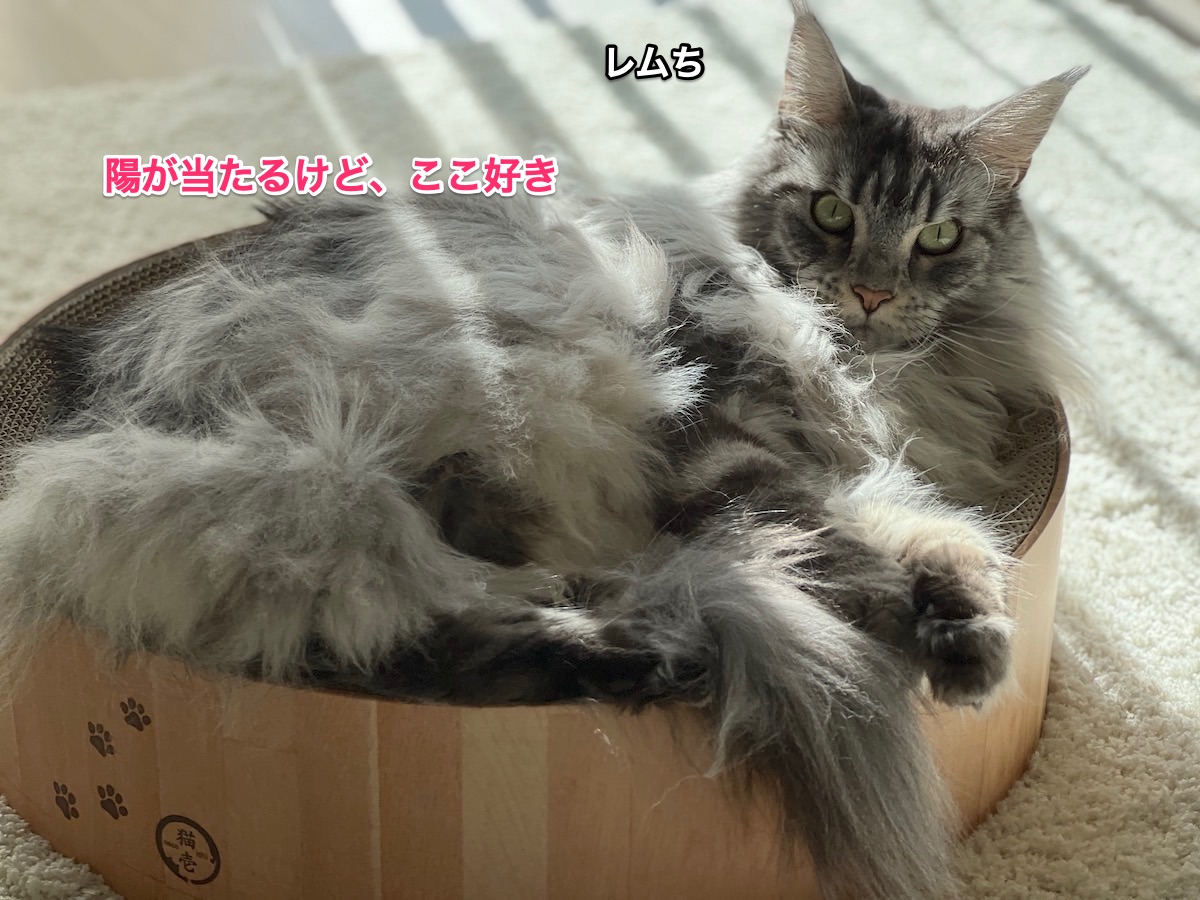 f:id:chikojirou:20220202212806j:plain