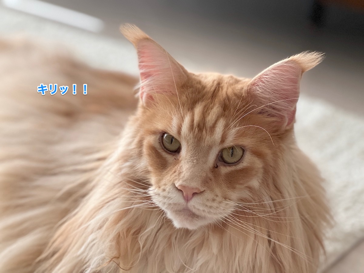 f:id:chikojirou:20220202212808j:plain