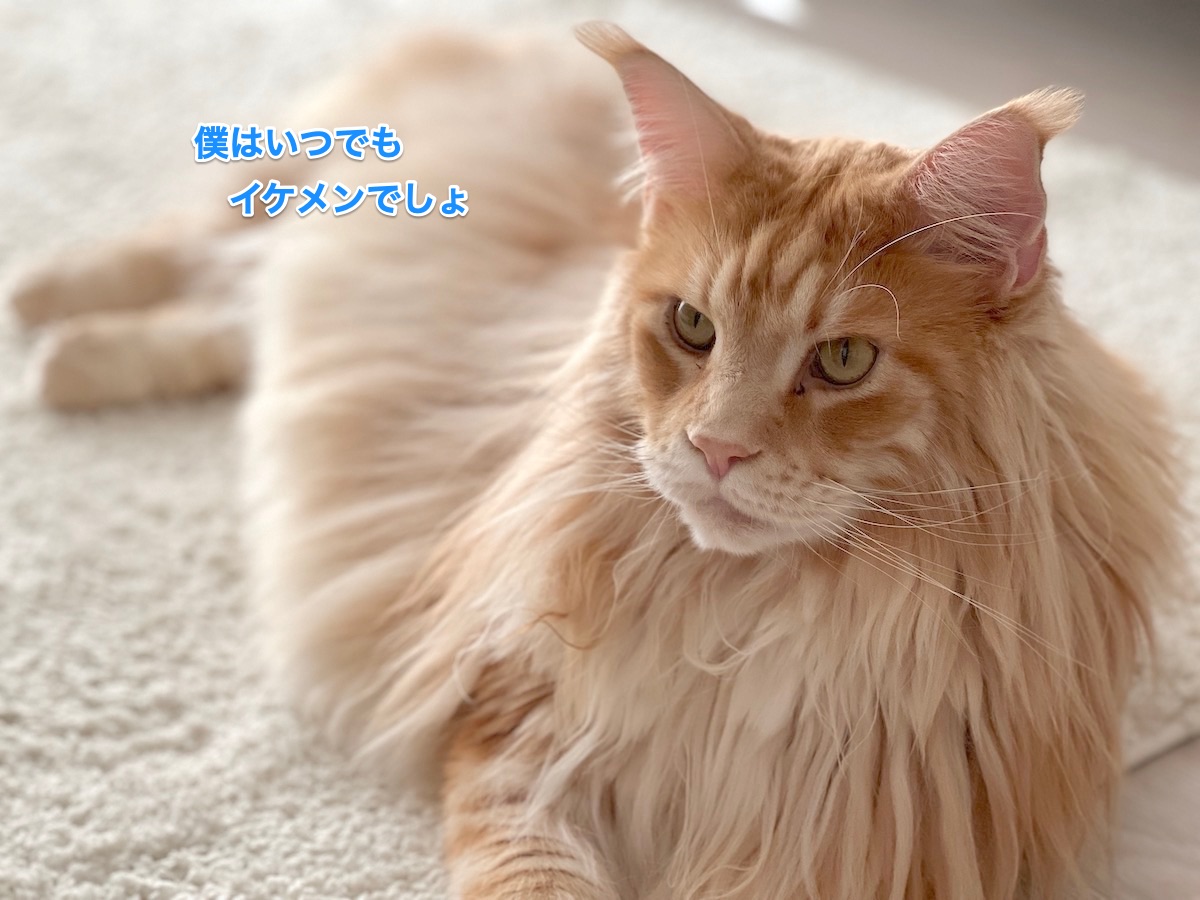 f:id:chikojirou:20220202212811j:plain