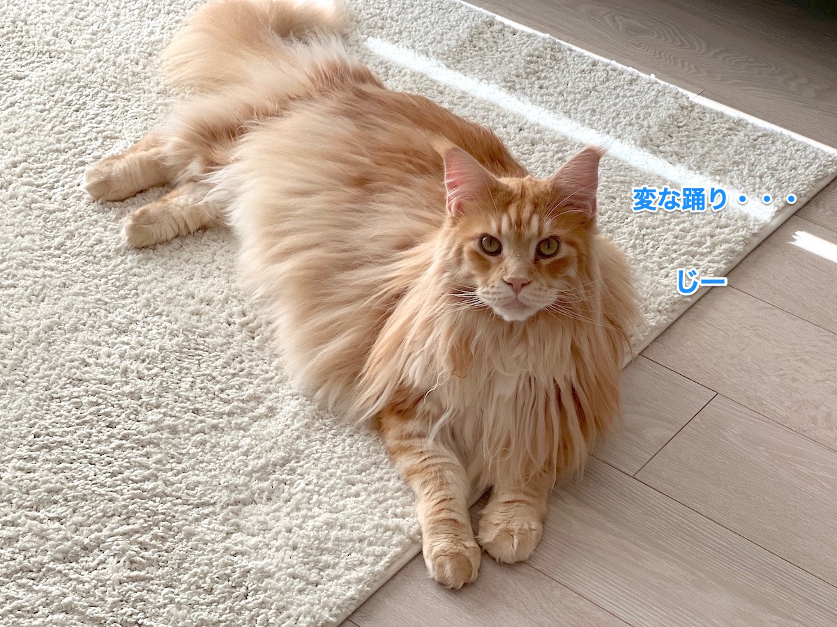 f:id:chikojirou:20220202212817j:plain