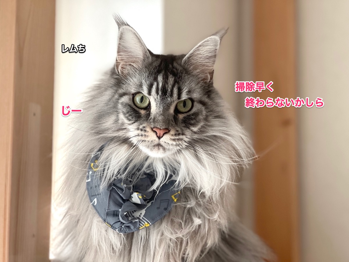 f:id:chikojirou:20220203215826j:plain