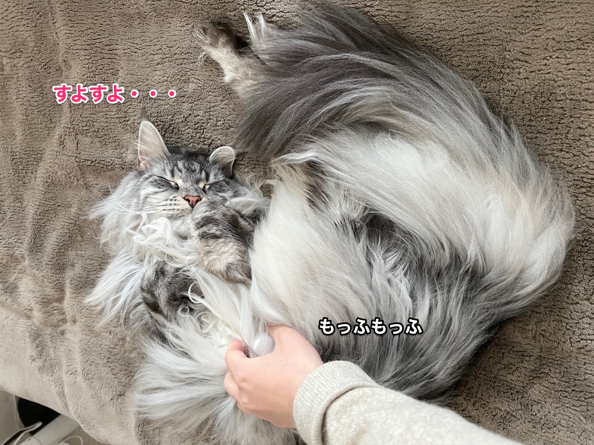 f:id:chikojirou:20220203215841j:plain
